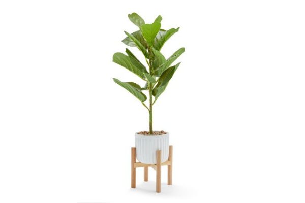 13sec0z9962kcghy0lhzq064dzt2ezj7.jpg Artificial plant Ficus in a pot with stand 14x14 cm