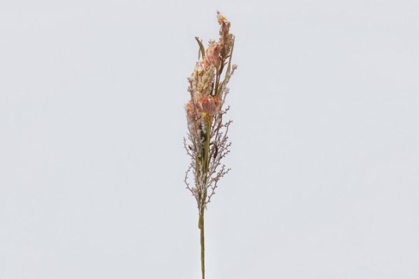 4102795bd07023fbf13212cac12ac196.jpg Artificial flower 4x2 cm