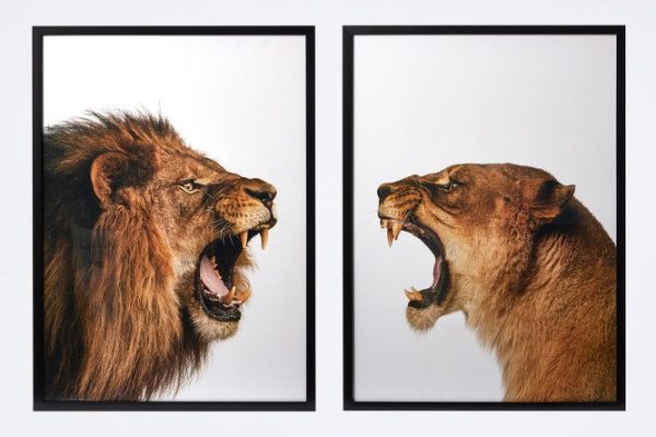 Set of framed posters Animals 52x72 cm
