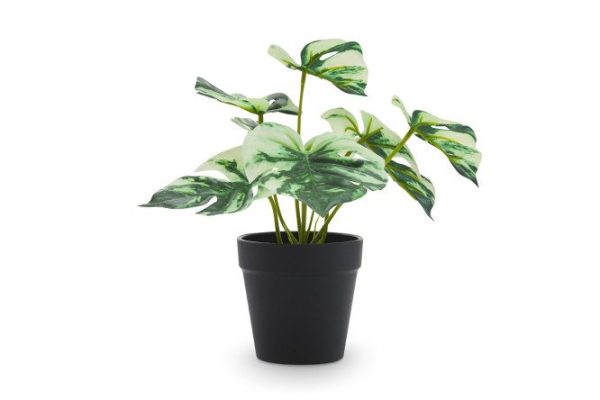 80x7ahx16ex5oe6mpjbm99mi55t6fbt2.jpg Artificial Monstera plant in a plastic pot 21x21 cm