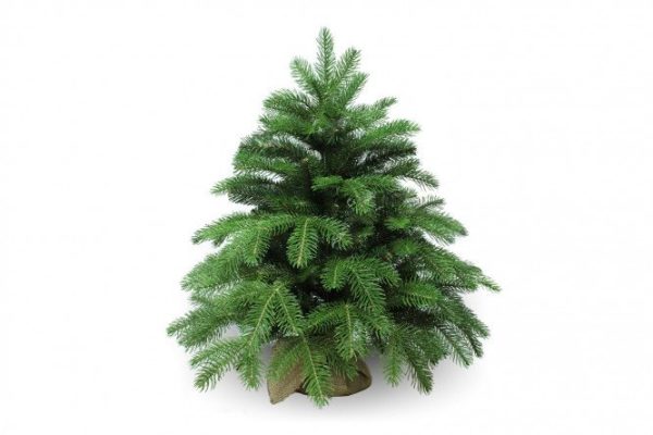 Artificial spruce Anson 60 cm 60 cm
