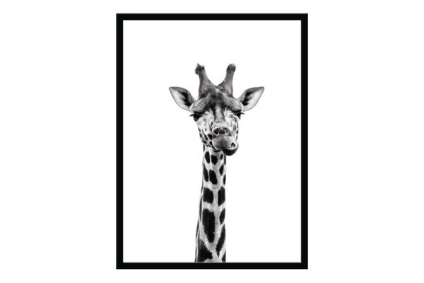 Framed poster Curious giraffe 31.8x41.8 cm