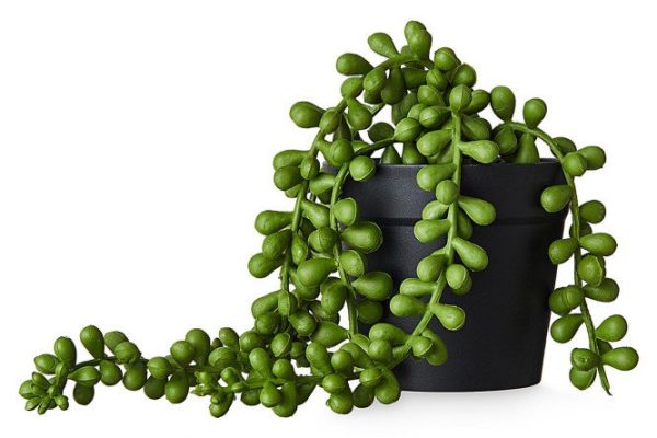 Artificial plant Bean leaves in a plastic pot 11x11 cm