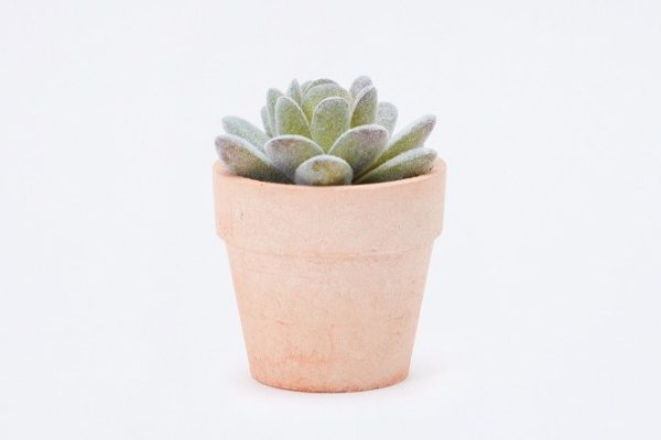 Artificial plant Succulent 6x6 cm