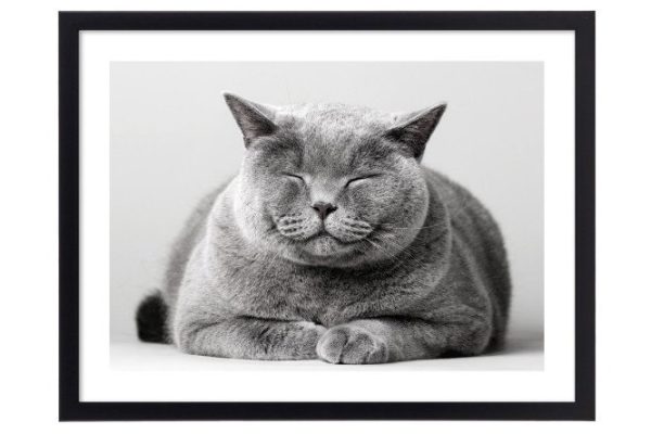 Framed poster Smiling cat 32x42 cm