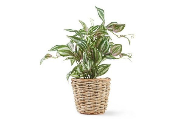 Artificial plant in a wicker basket HA419850GN 36x36 cm