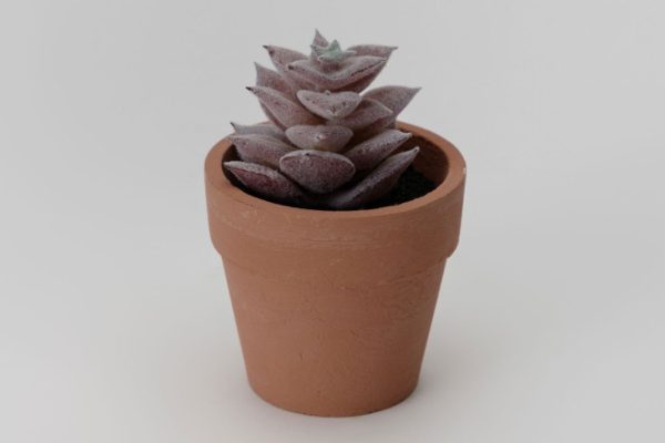 v7t937f53y6occbaxn411ysfvem2oi1o.jpg Artificial potted plant Succulent 6x6 cm
